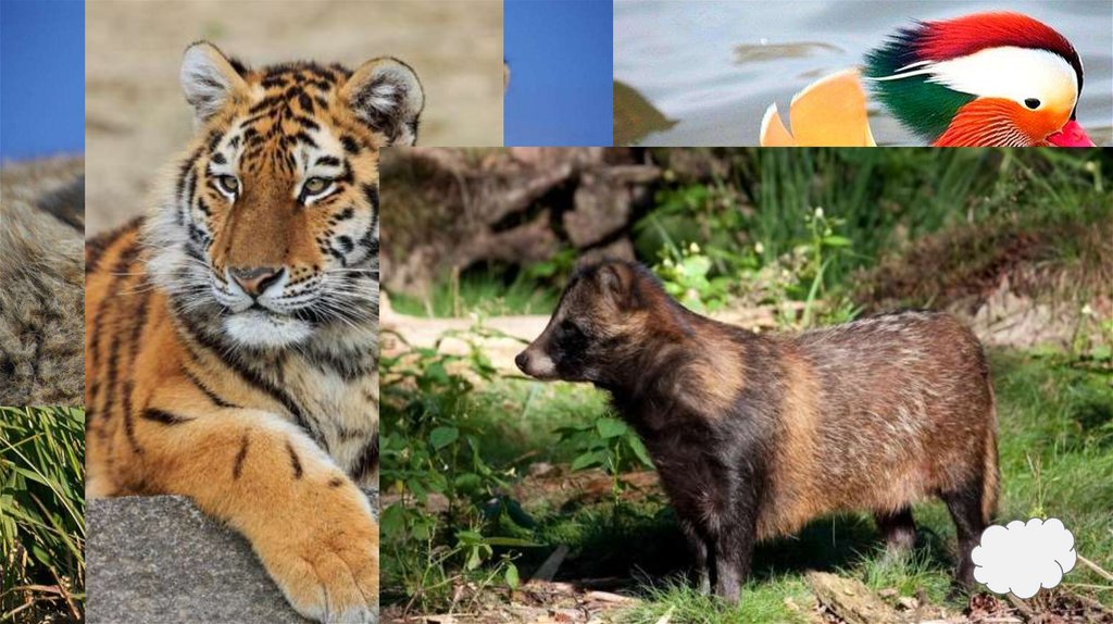 Смешанные и широколиственные леса