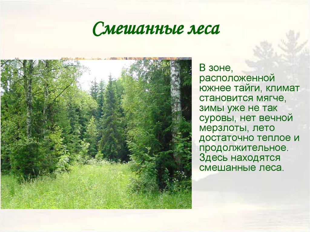 Смешанные леса