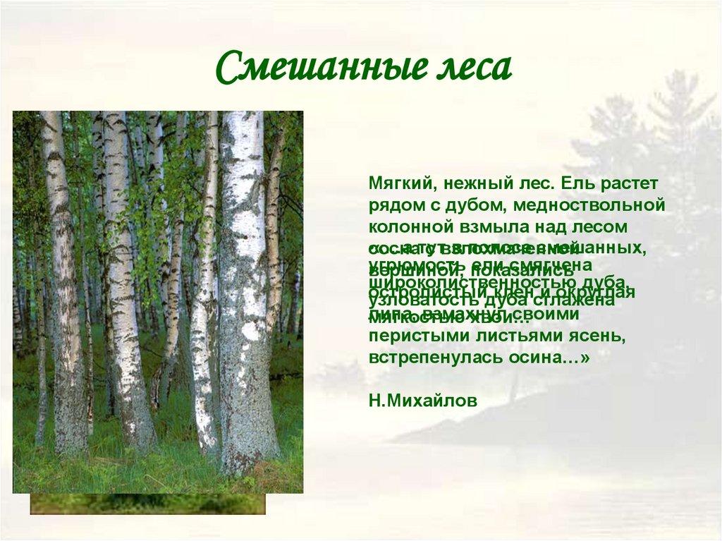 Смешанные леса