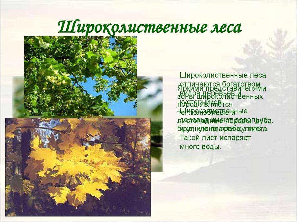 Широколиственные леса