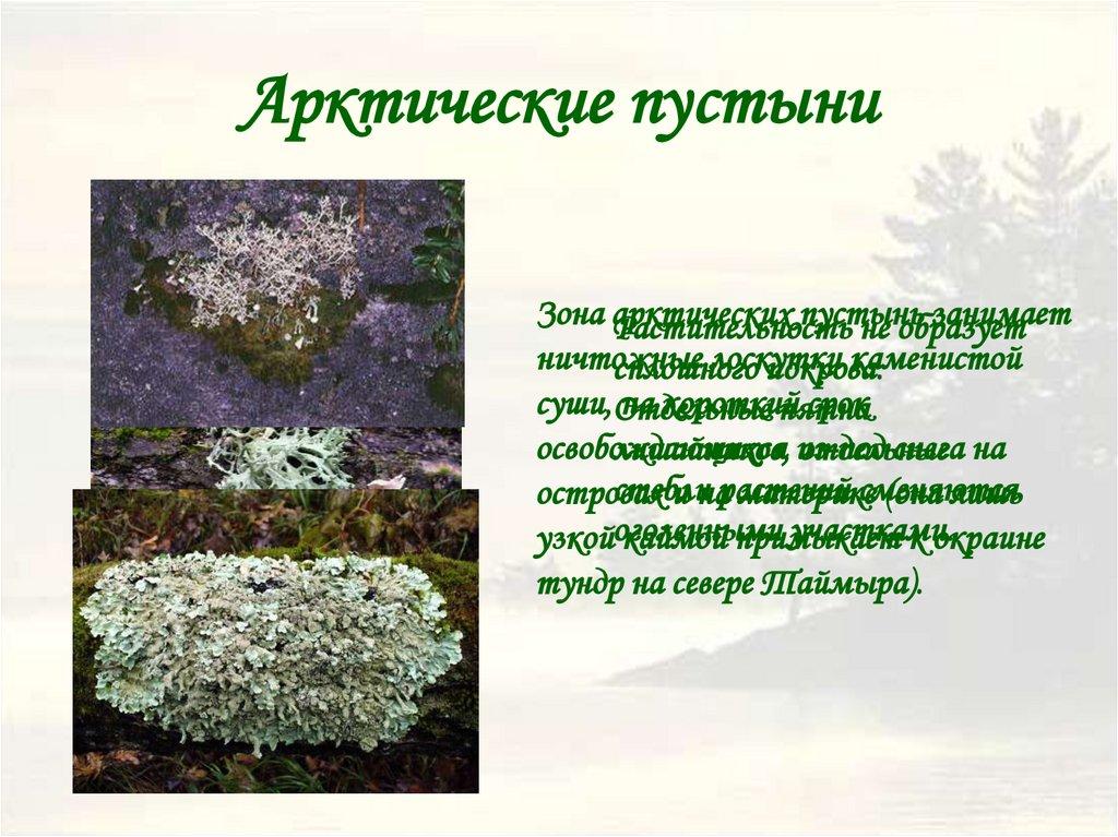 Арктические пустыни