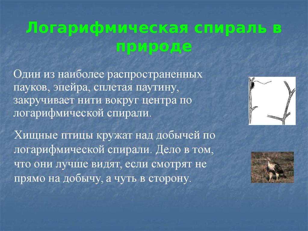 Логарифмическая спираль в природе