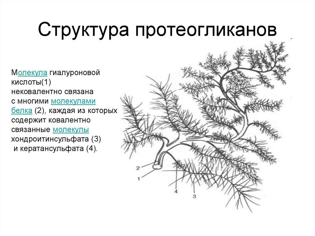 Структура протеогликанов