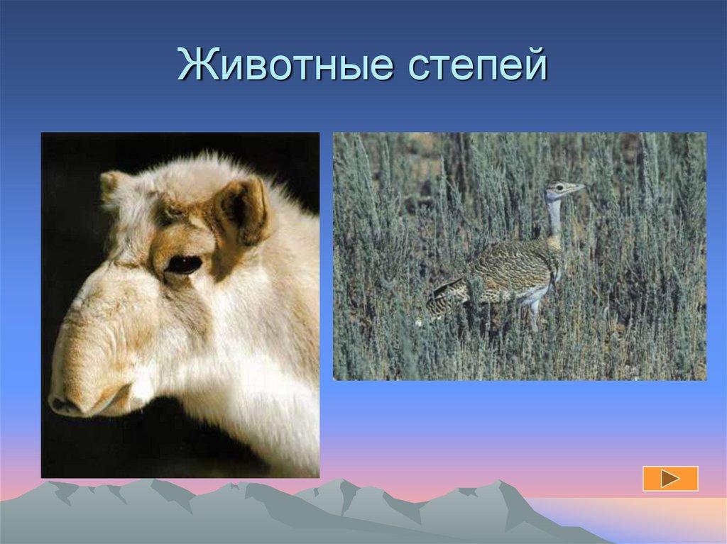 Животные степей