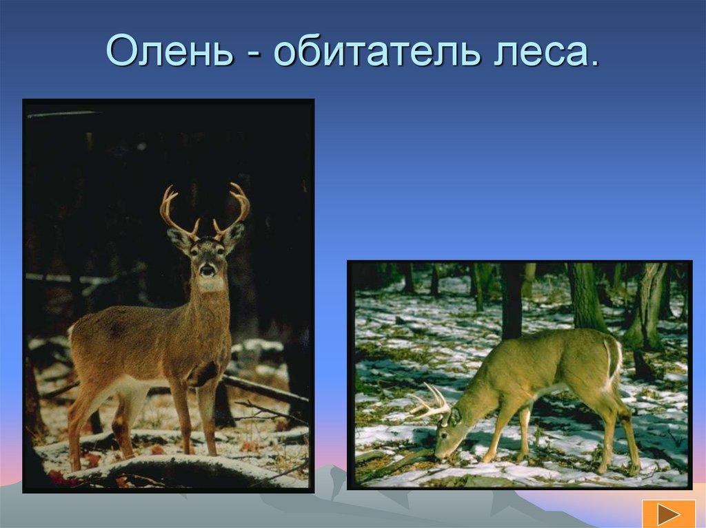 Олень - обитатель леса.