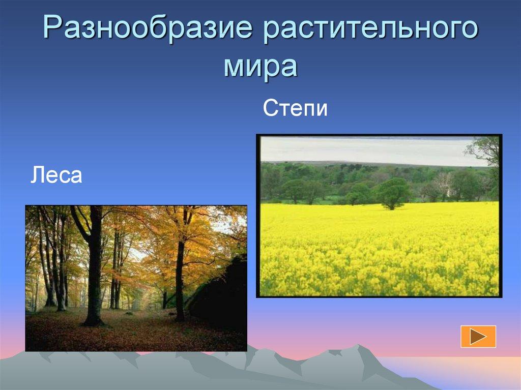 Разнообразие растительного мира