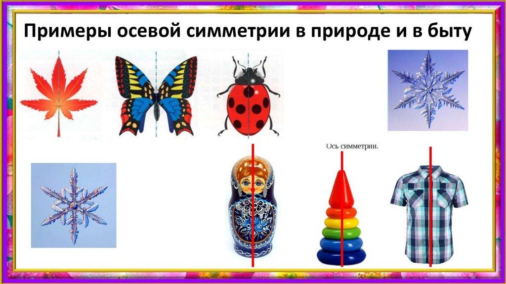 Примеры осевой симметрии в природе и в быту