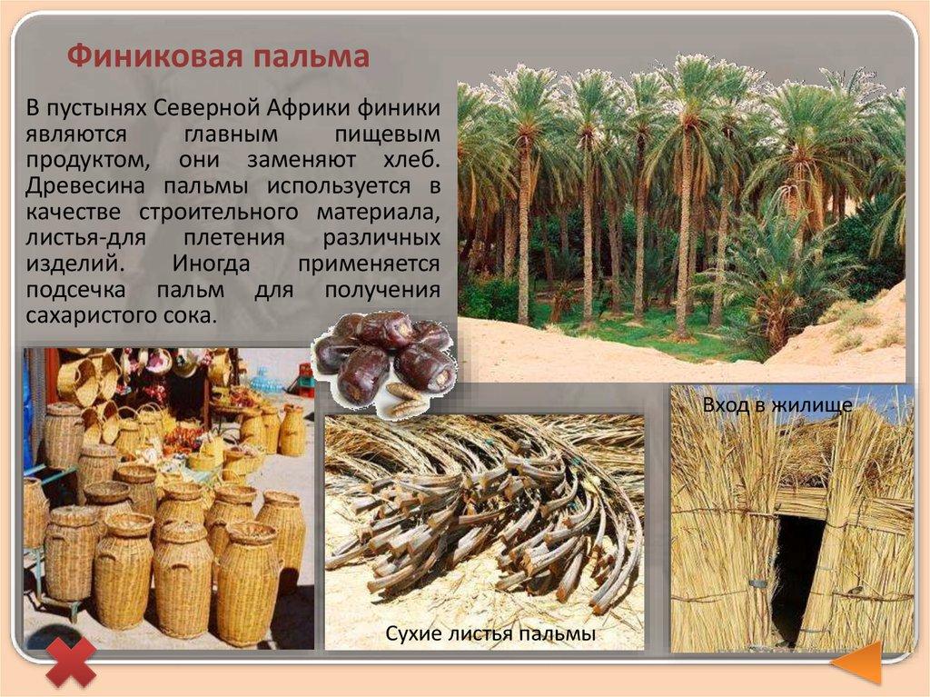 Финиковая пальма