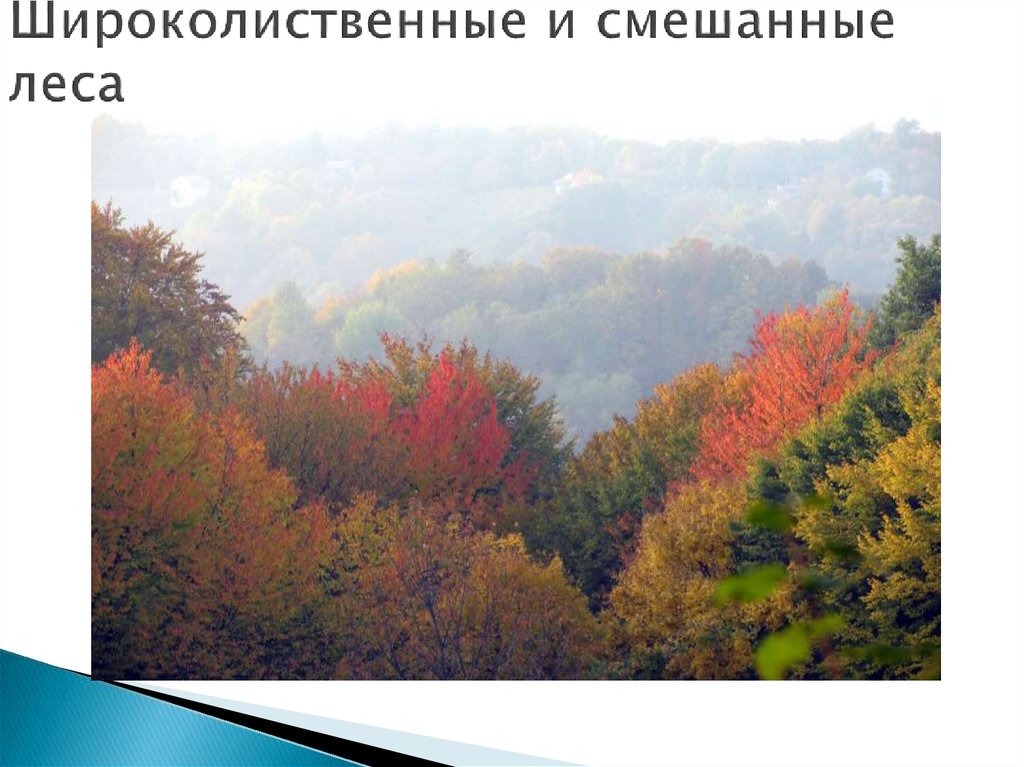 Широколиственные и смешанные леса