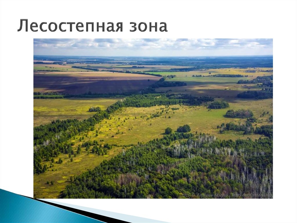 Лесостепная зона