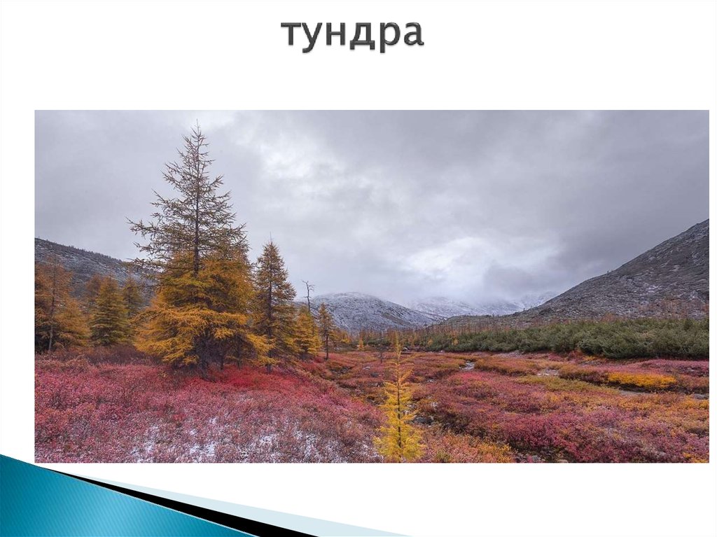 тундра
