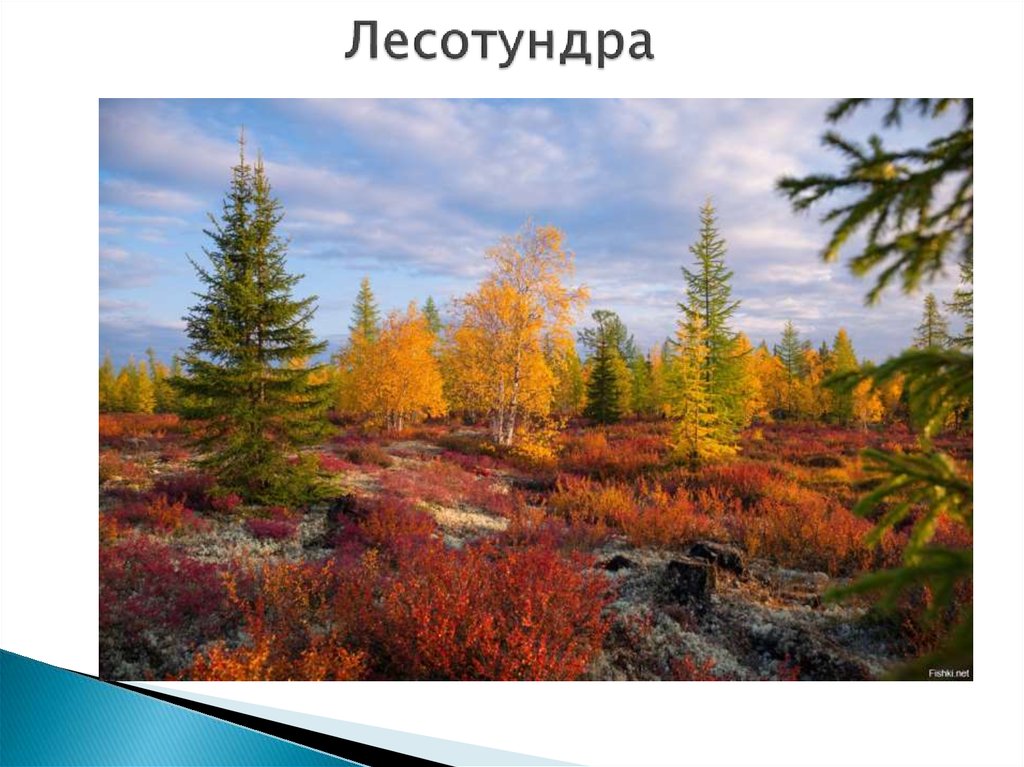 Лесотундра