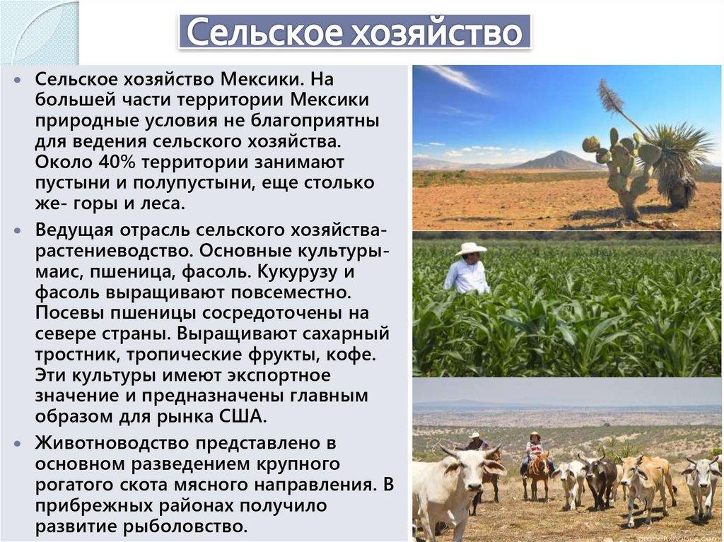 Сельское хозяйство