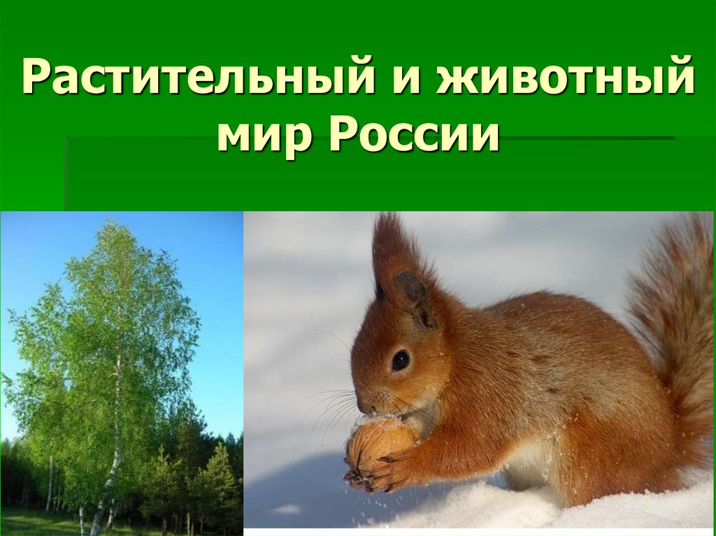 Растительный и животный мир России