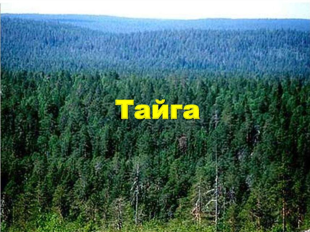 Тайга