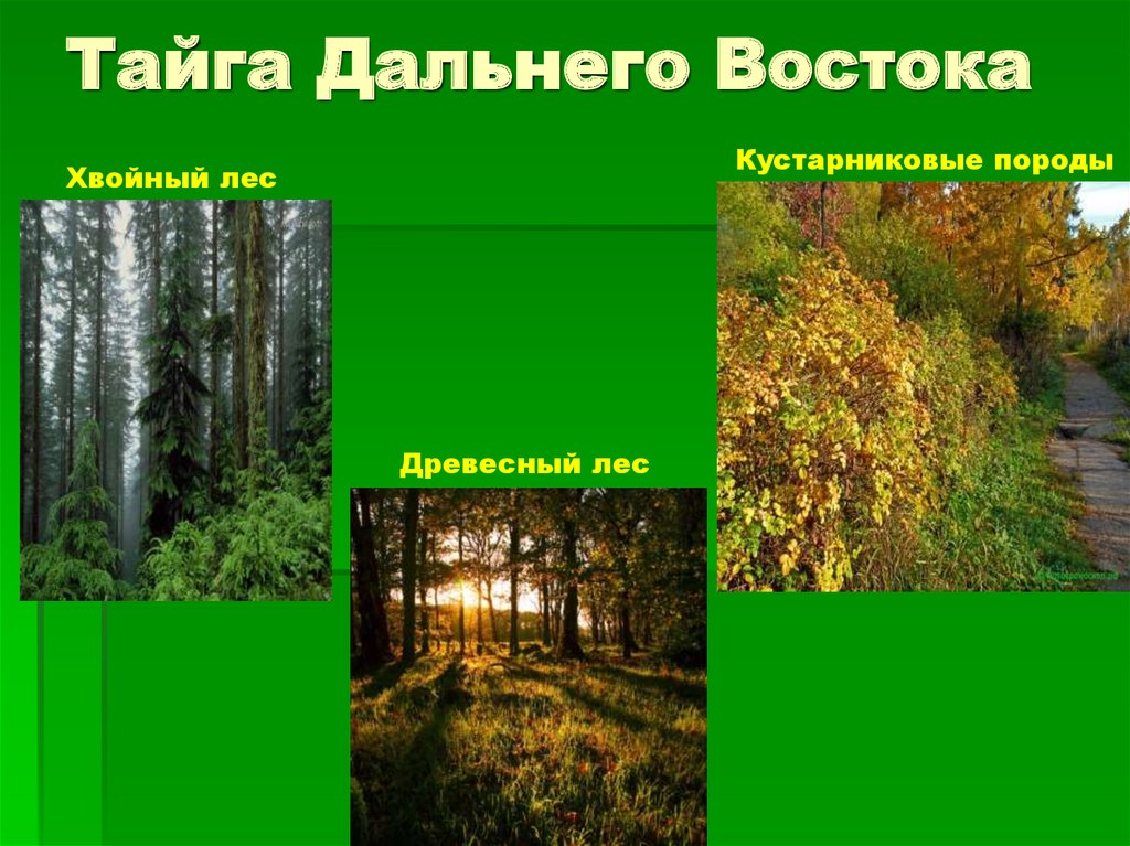 Тайга Дальнего Востока