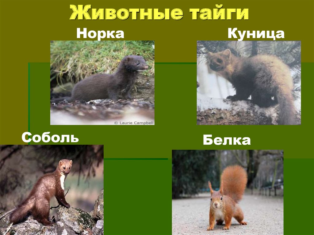 Животные тайги