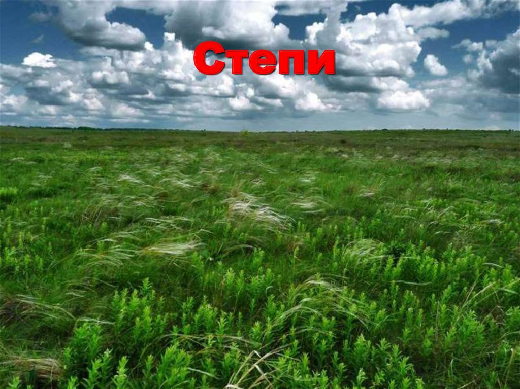 Степи