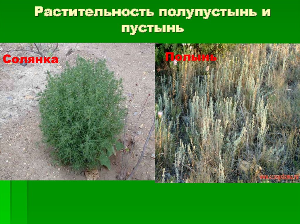 Растительность полупустынь и пустынь