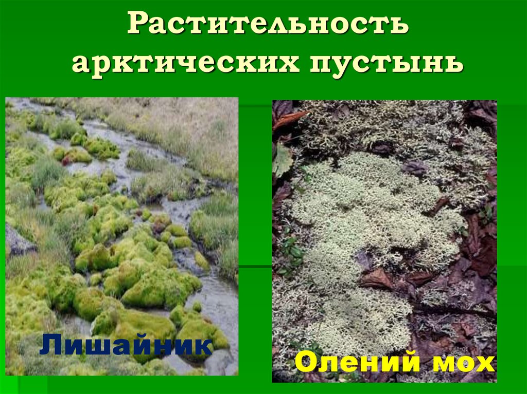 Растительность арктических пустынь