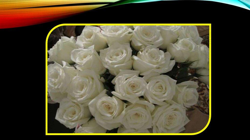 Белые розы