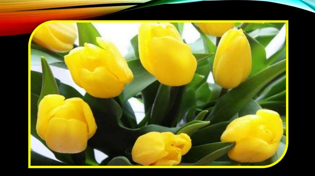 Жёлтые тюльпаны