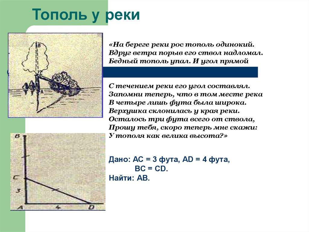 Тополь у реки