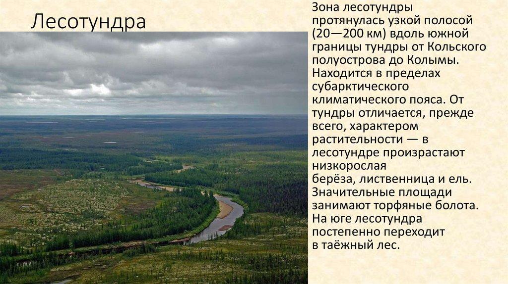 Лесотундра