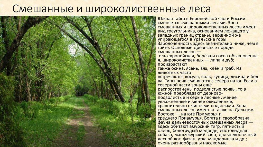 Смешанные и широколиственные леса