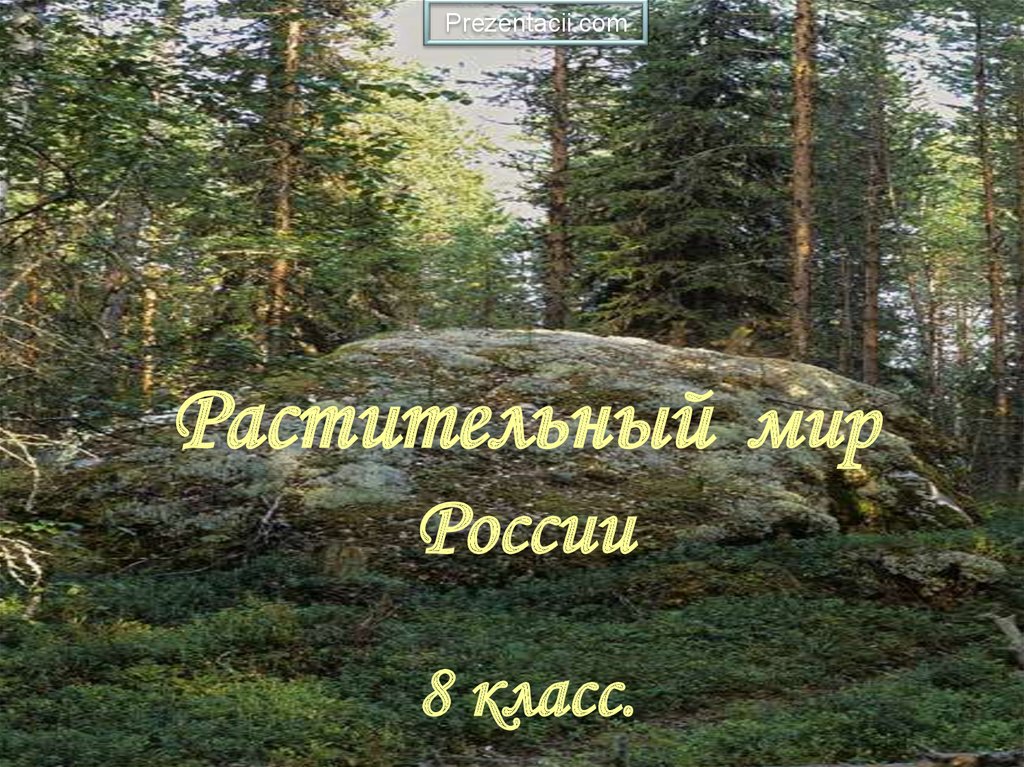 Растительный мир России