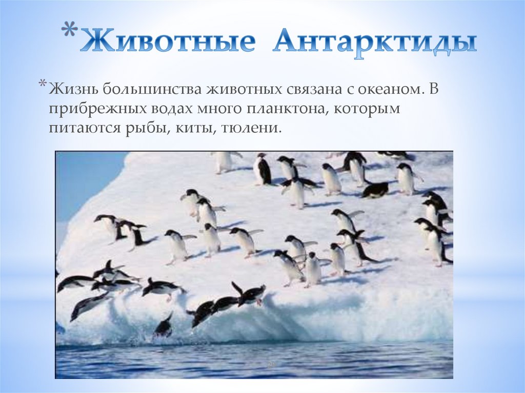 Животные Антарктиды