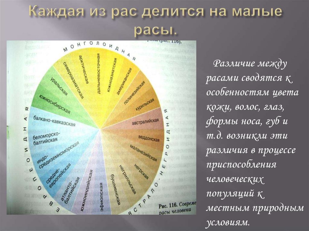 Каждая из рас делится на малые расы.