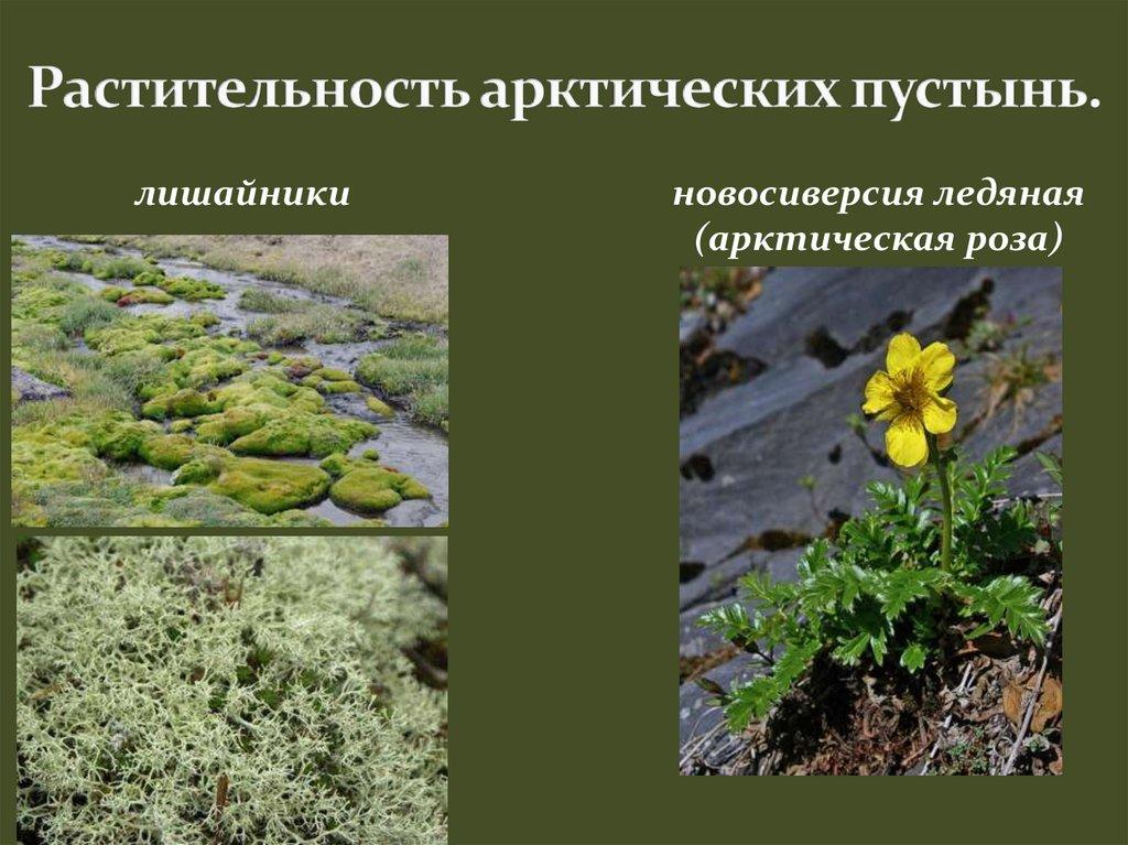 Растительность арктических пустынь.