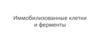 Иммобилизованные клетки и ферменты