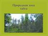 Природная зона тайга