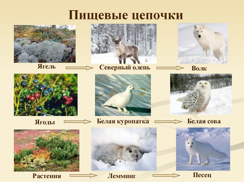 Пищевые цепочки