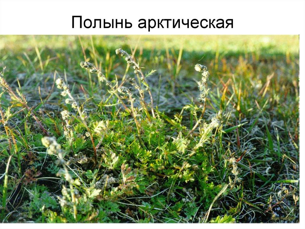 Полынь арктическая