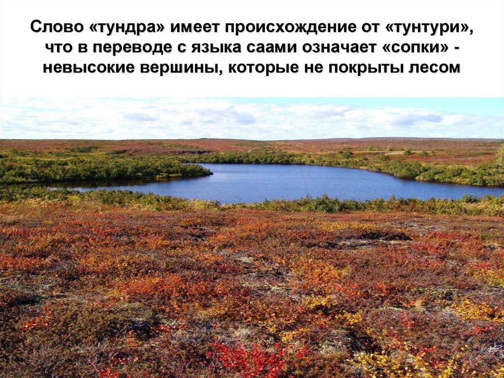Слово «тундра» имеет происхождение от «тунтури», что в переводе с языка саами означает «сопки» - невысокие вершины, которые не