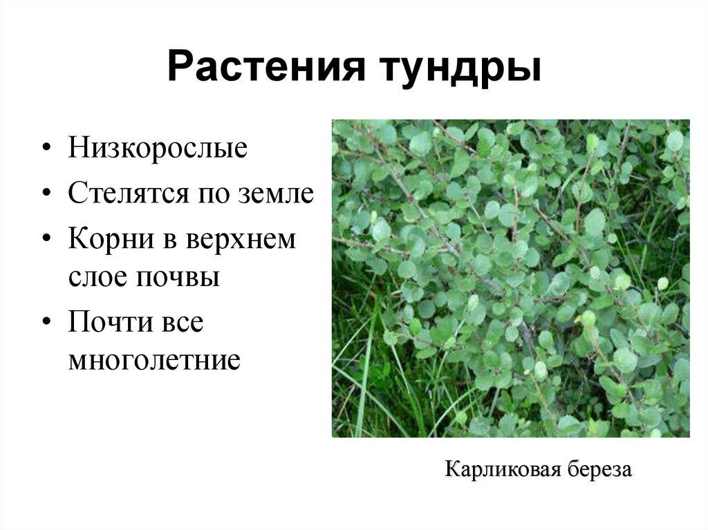 Растения тундры