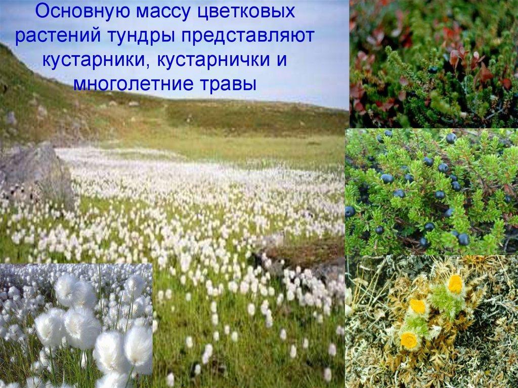 Основную массу цветковых растений тундры представляют кустарники, кустарнички и многолетние травы