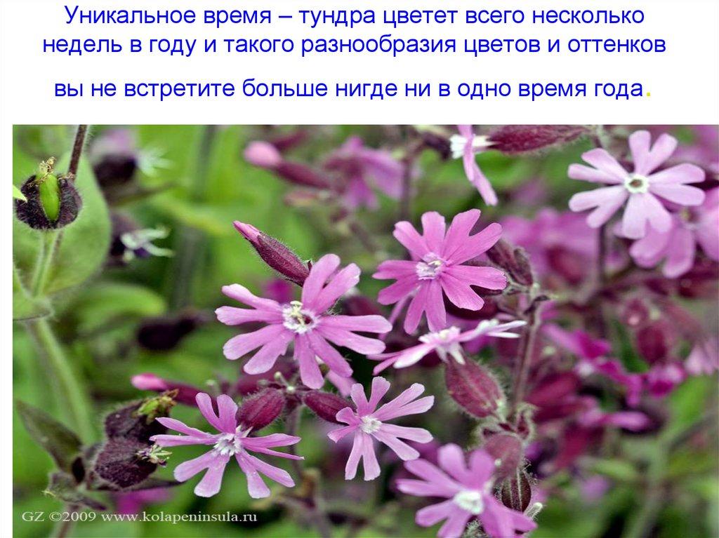 Уникальное время – тундра цветет всего несколько недель в году и такого разнообразия цветов и оттенков вы не встретите больше