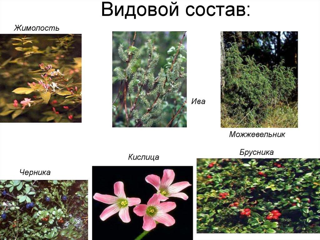 Видовой состав: