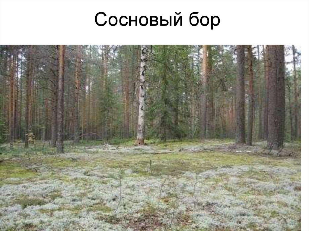 Сосновый бор