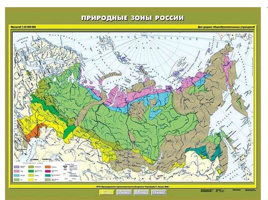 Разнообразие растений