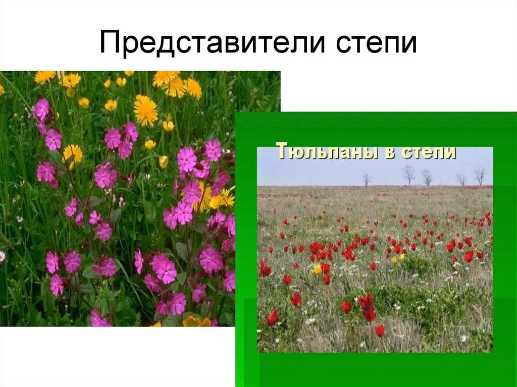 Представители степи