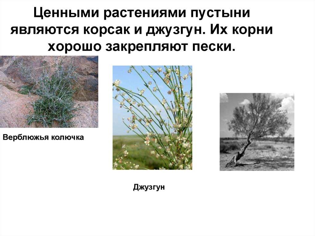 Ценными растениями пустыни являются корсак и джузгун. Их корни хорошо закрепляют пески.