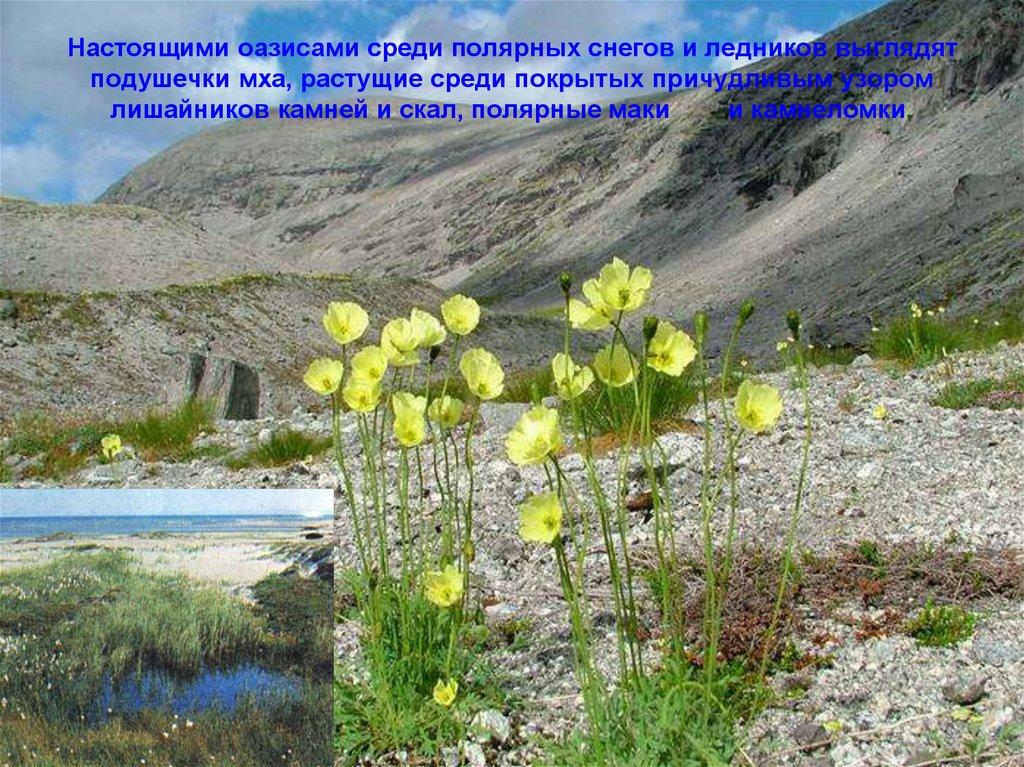 Настоящими оазисами среди полярных снегов и ледников выглядят подушечки мха, растущие среди покрытых причудливым узором