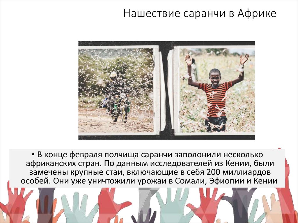 Нашествие саранчи в Африке