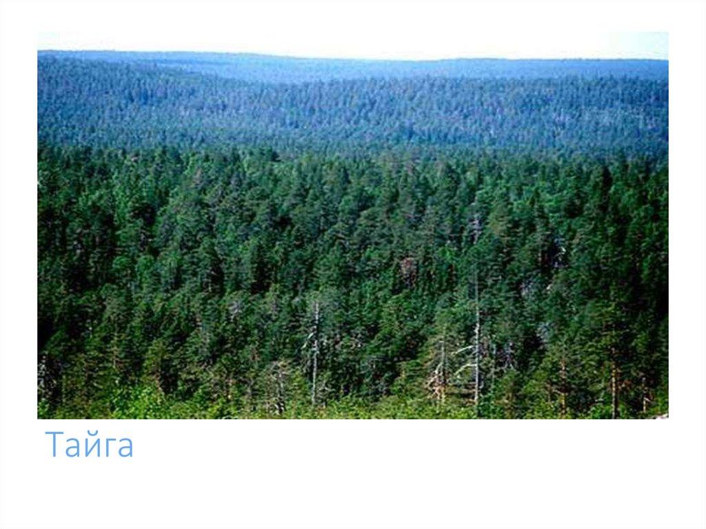 Тайга