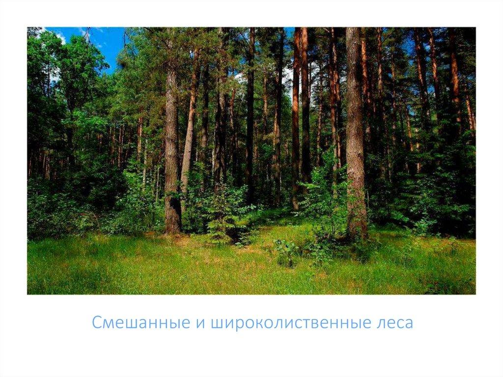 Смешанные и широколиственные леса